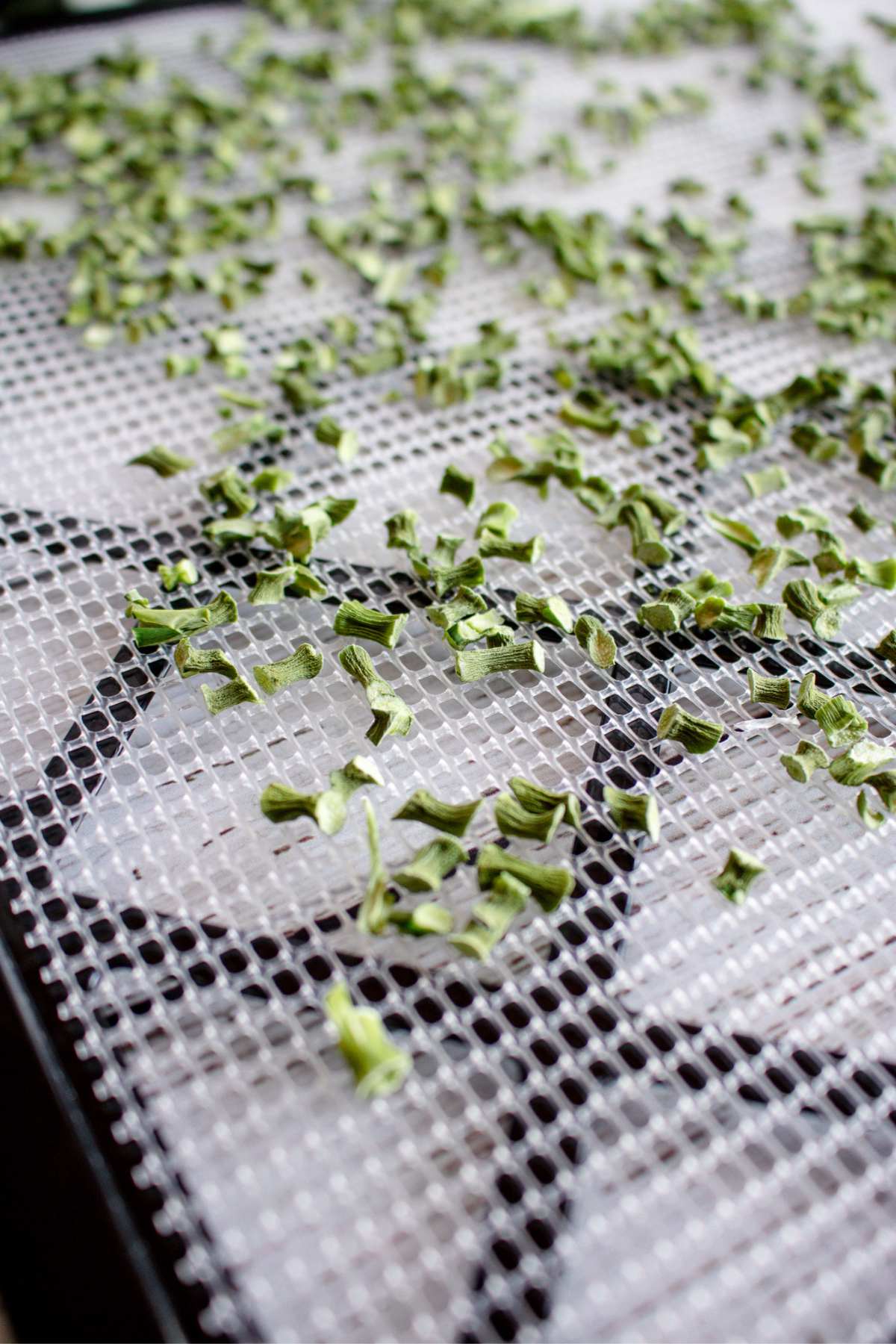 Dehydrating Garlic Scapes & How to Make Garlic Scape Powder