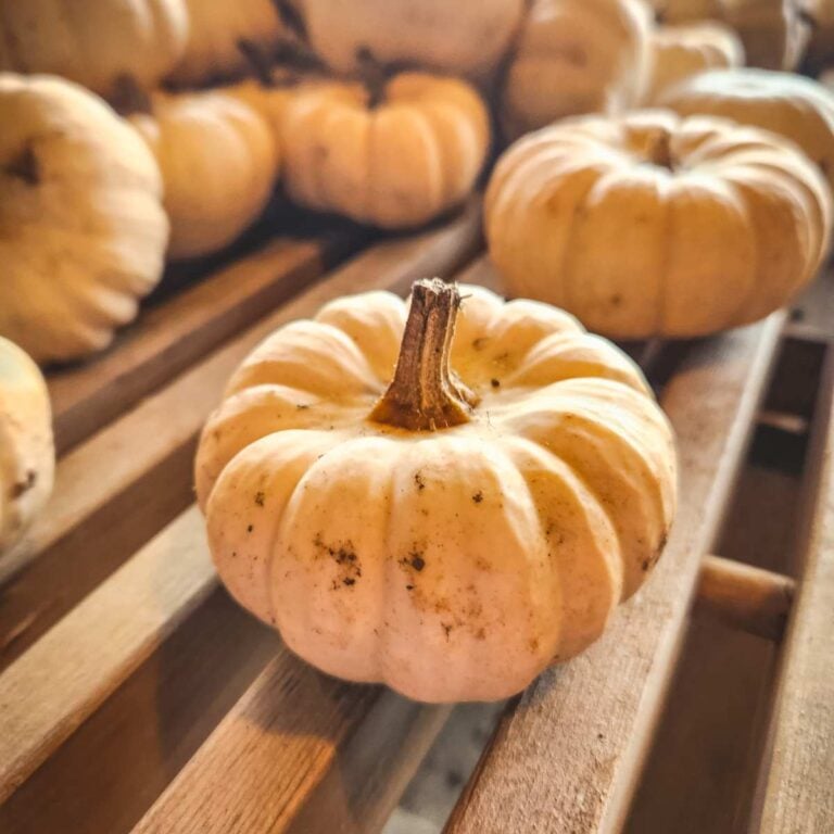 The Ultimate Guide to Slow Living in Fall