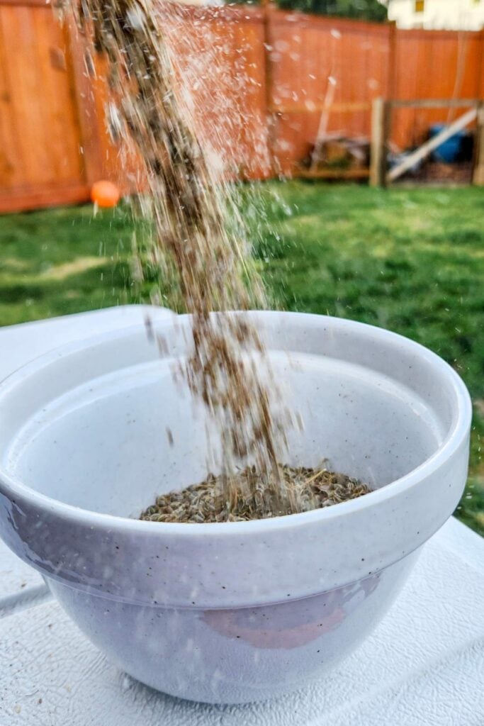 winnowing dill seeds outside.