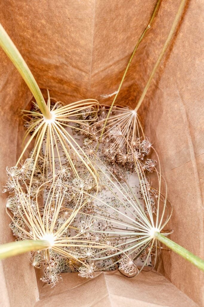 drying dill seeds in a paper bag.