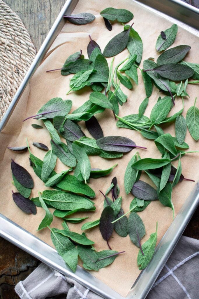 dehydrating sage on a pan in the oven.