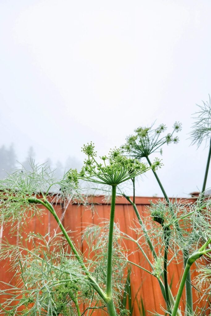 fresh dill growing in the garden. 