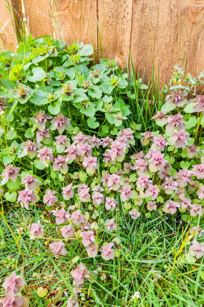 purple deadnettle growing in the spring.