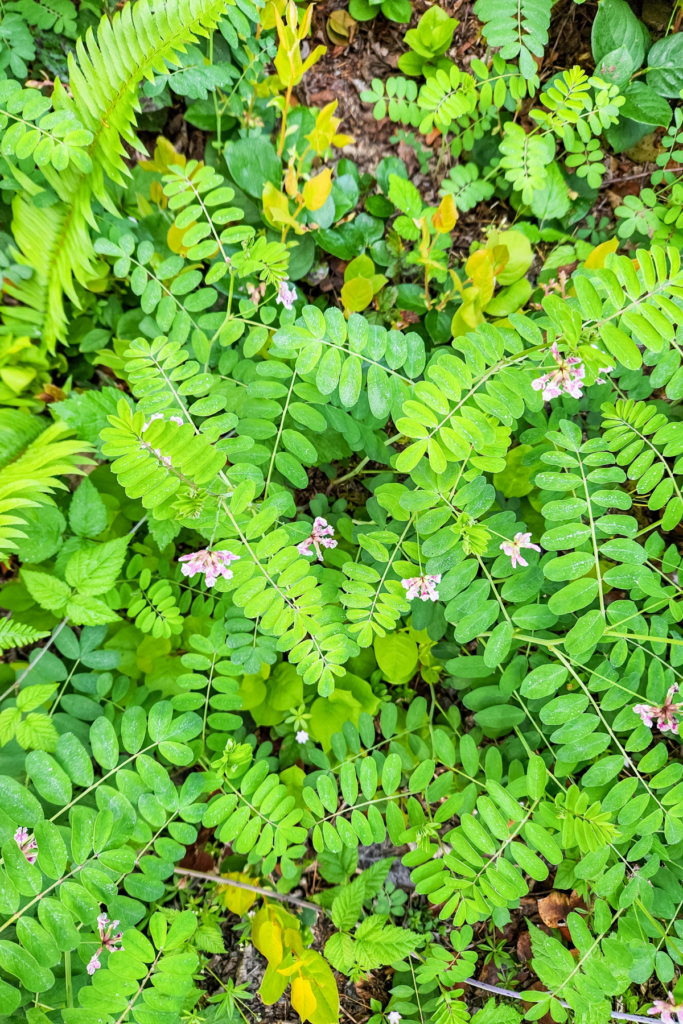 spring plants blooming in the woods.