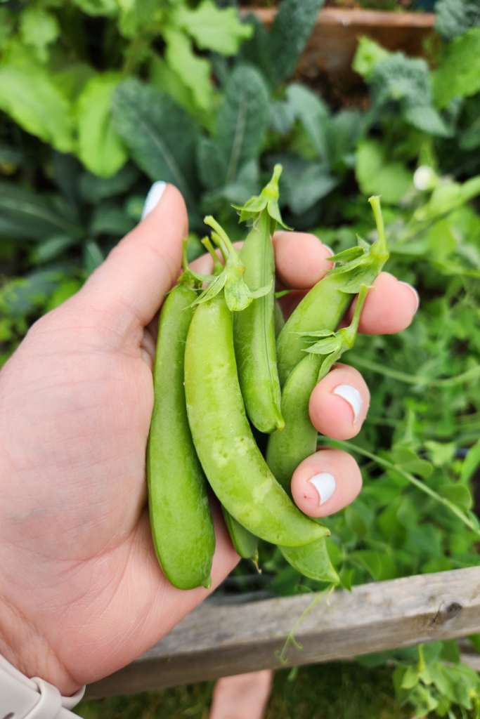handful of spring peas from the garden.