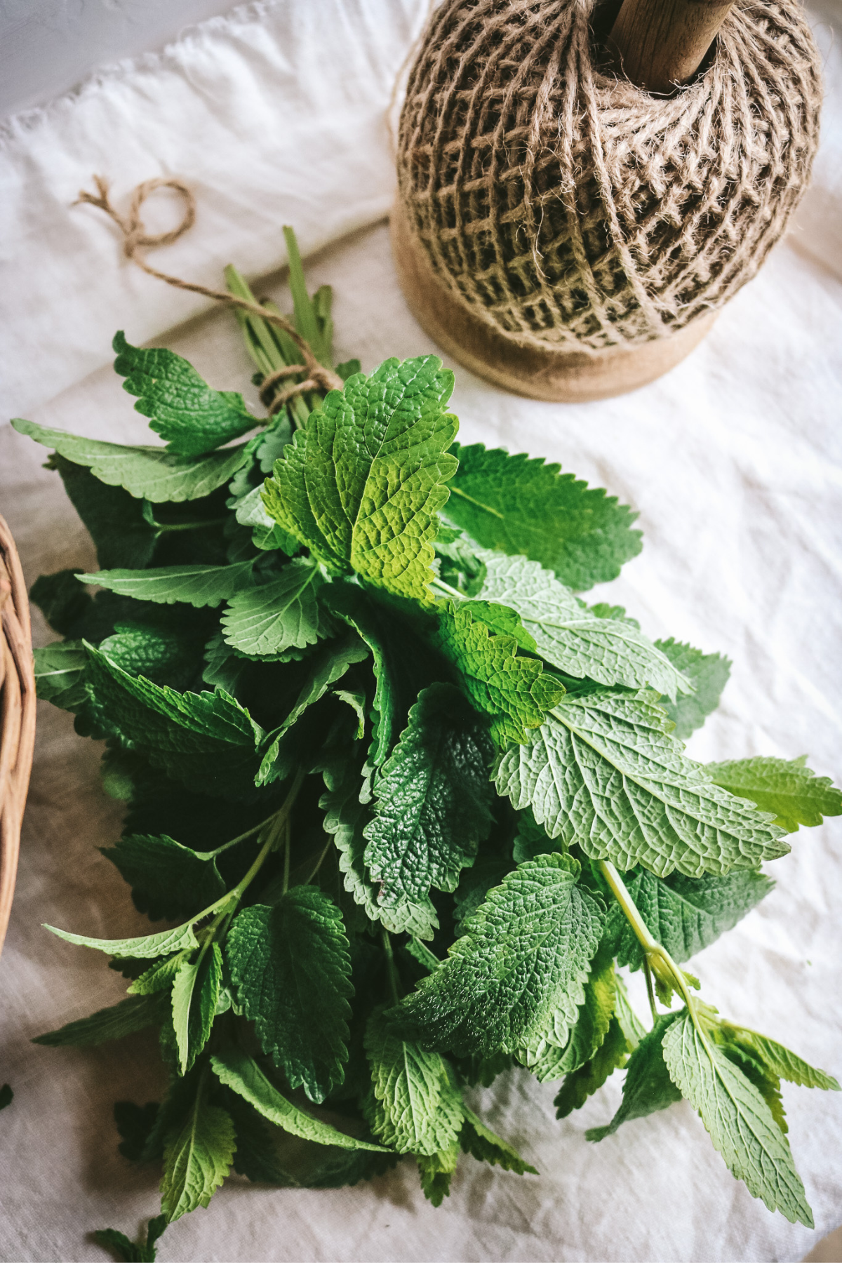 view of a bunch of fresh lemon balm tied with twine for air drying.